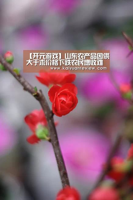 【开元游戏】山东农产品因供大于求价格下跌农民增收难(图2) 开元体育